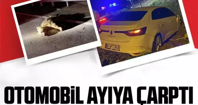 Otomobil ayıya çarptı