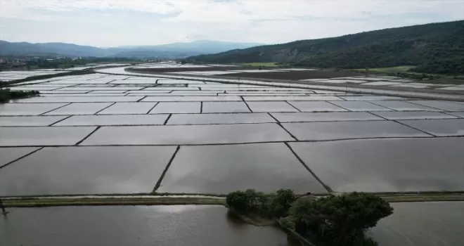Pirinçte marka olan Osmancık’ta çeltik ekiminde maliyet dronla düşürülüyor