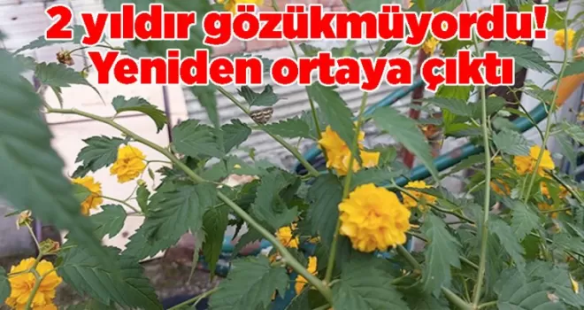 Rize’de 2 yıldır gözükmüyordu! Yeniden ortaya çıktı