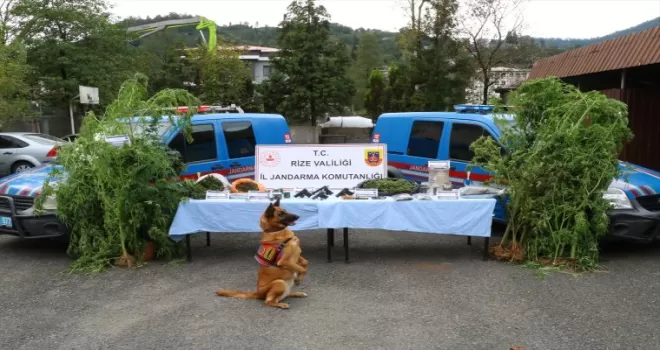 Rize’de 5 ilçede yapılan uyuşturucu operasyonunda 14 zanlı yakalandı
