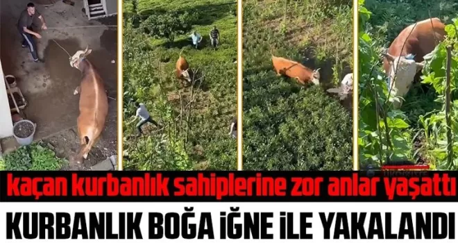 Rize’de kaçan kurbanlık sahiplerine zor anlar yaşattı