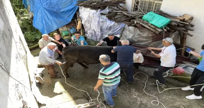 Rize’de kurbanlık boğa sahibini yaraladı