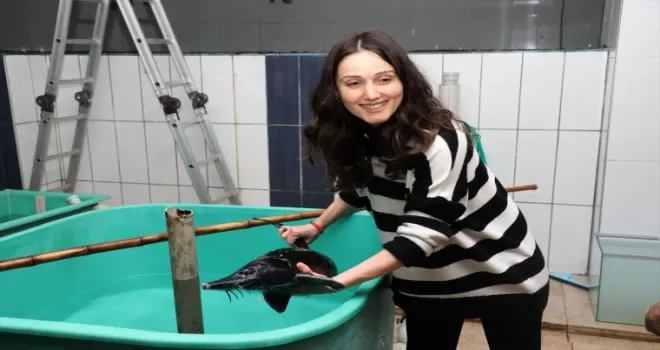 Rize’de, nesli tükenme tehlikesi altındaki Mersin balığının sağımı yapıldı