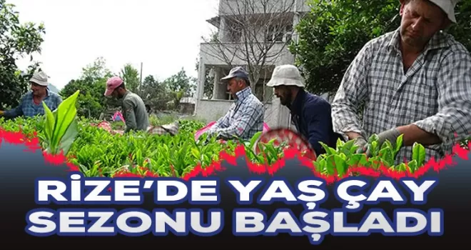 Rize'de yaş çay sezonu açıldı