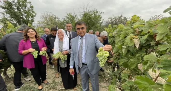 Safranbolu'da tescilli "çavuş üzümü" hasadına başlandı