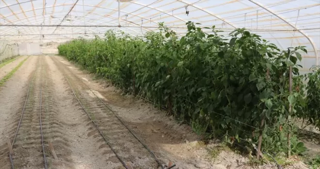 Safranbolu'da vatandaşlara kışlık sebze ve ağaç bakımı kursu veriliyor