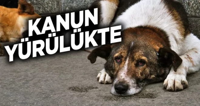 Sahipsiz köpeklere yönelik kanun yürürlükte!