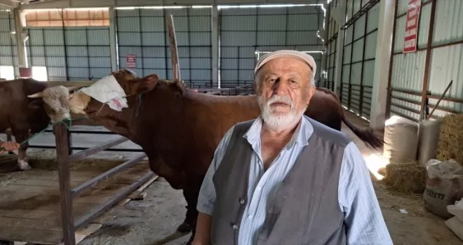 Samsun’da 1250 kilogramlık kurbanlık 140 bin liraya alıcısını bekliyor