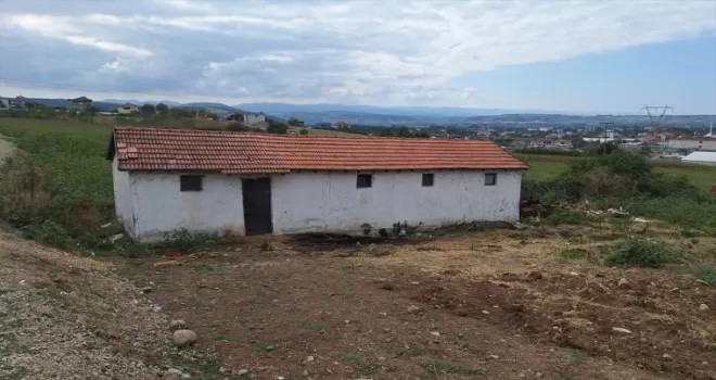 Samsun’da ahırda 11 buzağı boğularak telef edilmiş halde bulundu