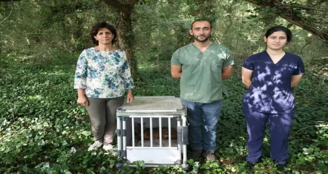 Samsun’da araç çarpması sonucu yaralanan çakal, tedavi edildi