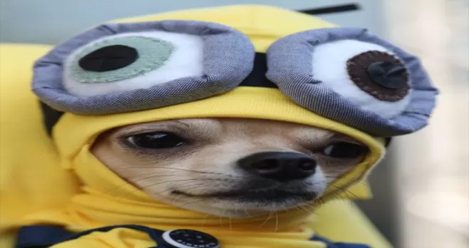 Samsun’da evcil kedi ve köpek kostüm yarışması