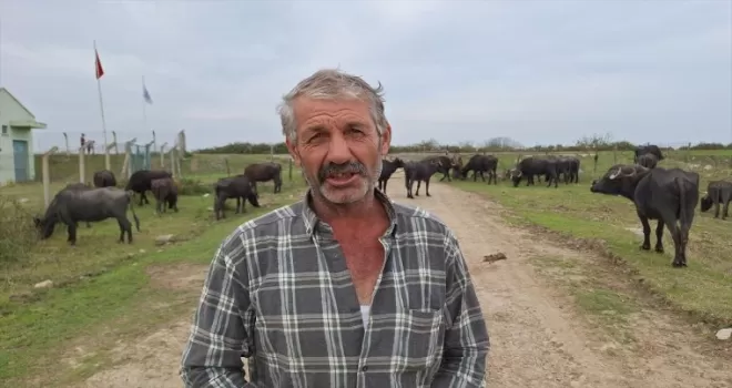 Samsun’da manda sayısı 22 bin 450’ye çıktı
