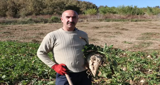 Samsun’da şeker pancarı hasadı çiftçinin yüzünü güldürüyor