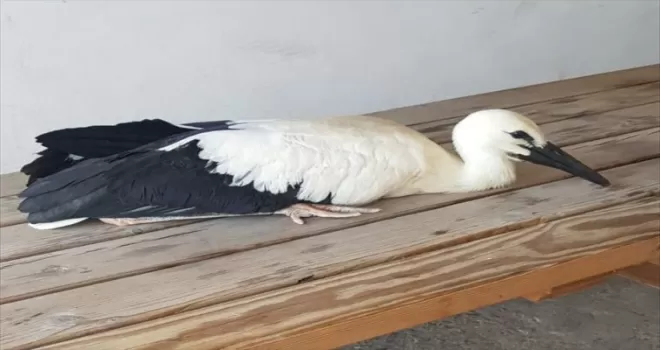 Samsun’da yaralı leylek yavrusu koruma altına alındı