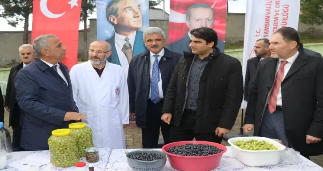 Samsun'da zeytin üretimi artıyor
