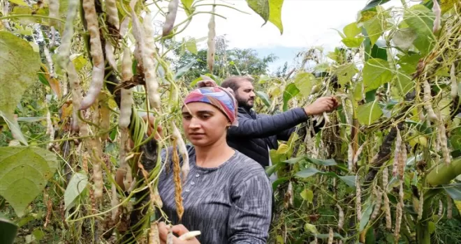 Samsun'un Nebiyan fasulyesi pazara inmeden tarladan satılıyor