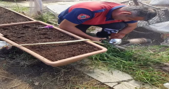 Sinop'ta ağa takılan yılan itfaiye ekiplerince kurtarıldı