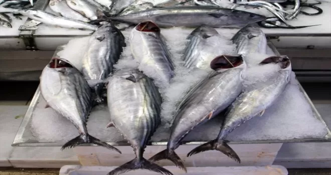 Sinop’ta avlanan torikler tanesi 400 liradan satışa sunuldu