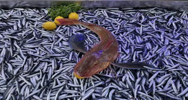 Sinop’ta balıkçı tezgahları hamsi ve palamutla doldu