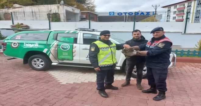 Sinop'ta jandarma tarafından yaralı bulunan şahin tedaviye alındı