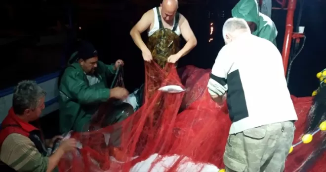 Sinop'ta kıyı balıkçıları kasalar dolusu palamut avladı