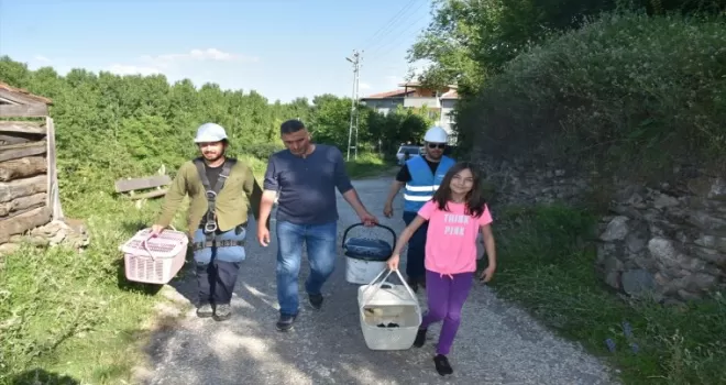 Sinop’ta leylek yavruları, sağlık kontrolünden geçirilip halkalandı