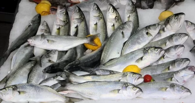 Sinop’ta lüferin kilosu 600 lira oldu