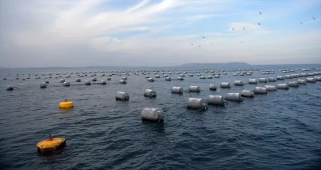 Sinop'taki midye tesislerinde yıllık 5 bin ton dolayında üretim hedefleniyor