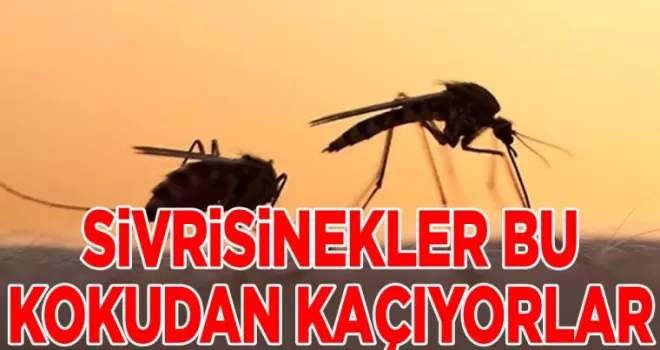 Sivrisinekler anında kaçıyor: Bu kokuya dayanamıyorlar