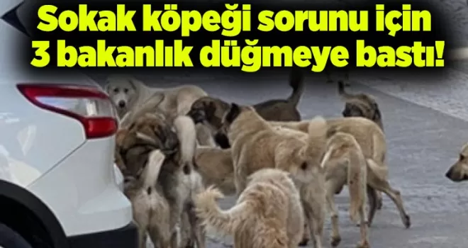 Sokak köpeği sorunu için 3 bakanlık düğmeye bastı!