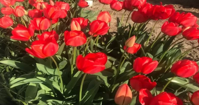 Suluova’da emekli öğretmenin bahçesinde yetiştirdiği laleler çiçek açtı
