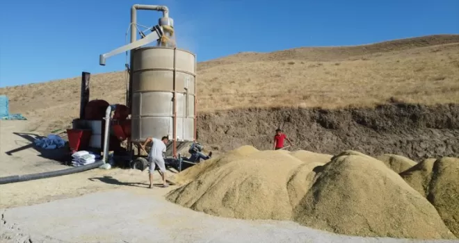 Sungurlu’da bu yıl 800 ton çeltik üretimi bekleniyor