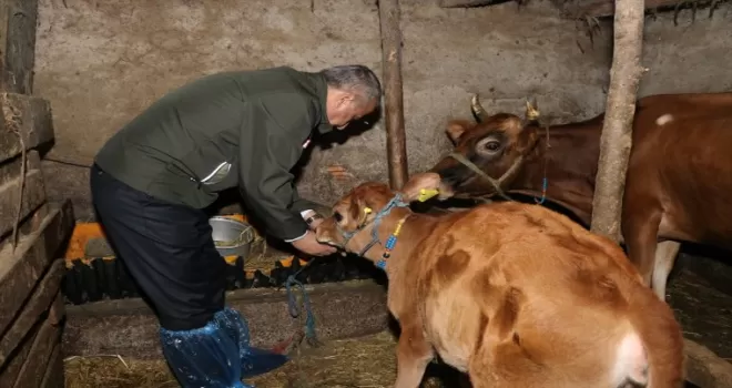 Süt verimi yüksek jersey ırkı ineklerin sayısı suni tohumlama ile artırılıyor