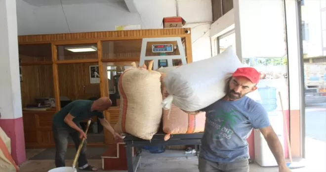 Terme’de üretici topladığı fındığı pazara indirmeye başladı