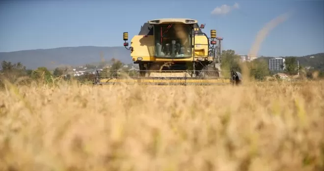 Tescilli Konuralp pirincinde hasat "yüksek verim" beklentisiyle başladı