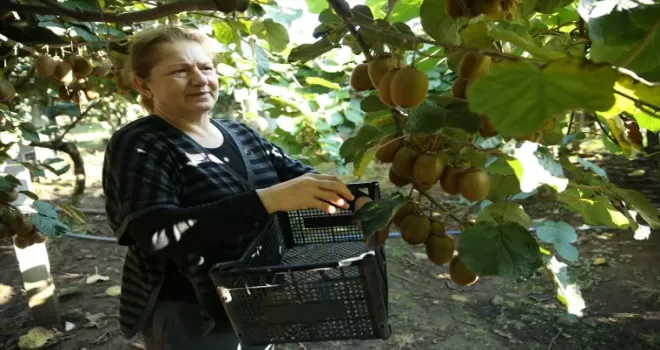 Tescilli Ordu kivisinde hasat zamanı