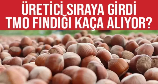 TMO fındık alımına başladı! Fındık fiyatı ne kadar?