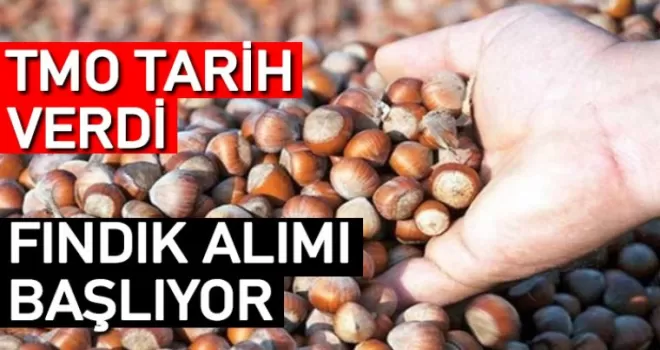 TMO, fındık alımlarına başlıyor