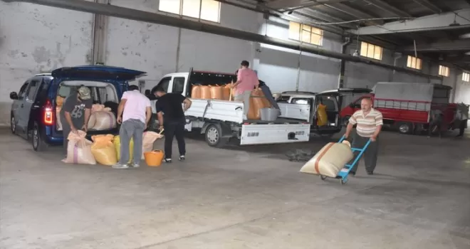 TMO Giresun’da fındık alımlarına başladı