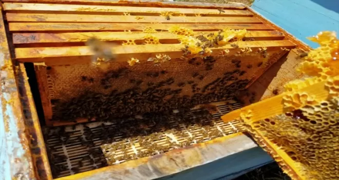 TOGÜ’de 2023 yılının ilk bal hasadı yapıldı