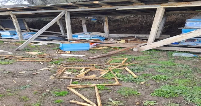 Tokat’ta ayılar arı kovanlarına zarar verdi