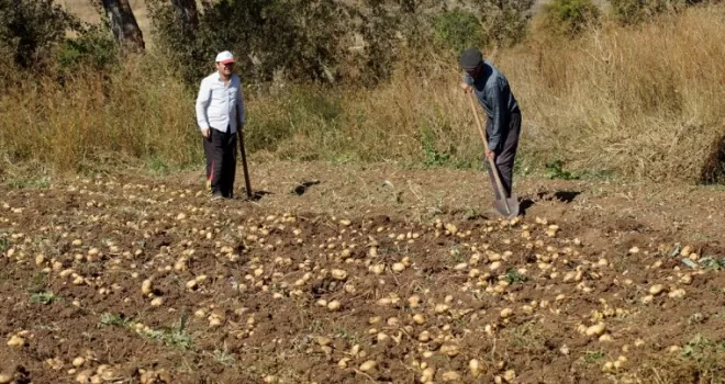 Tokat’ta “Başçiftlik beyazı“nın hasadı başladı