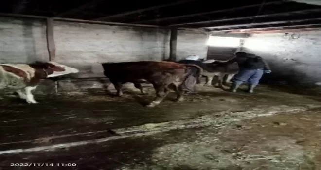 Tokat'ta büyükbaş hayvanlara çiçek aşısı yapıldı