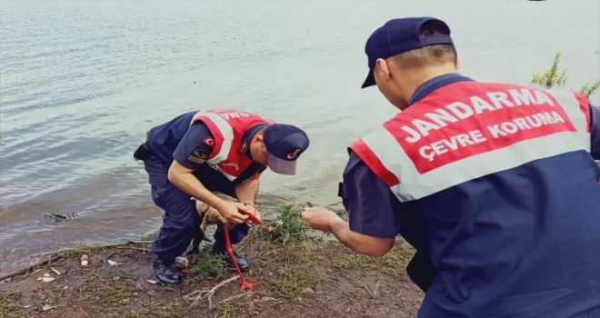 Tokat’ta olta iğnesi yutan leyleği jandarma kurtarıldı