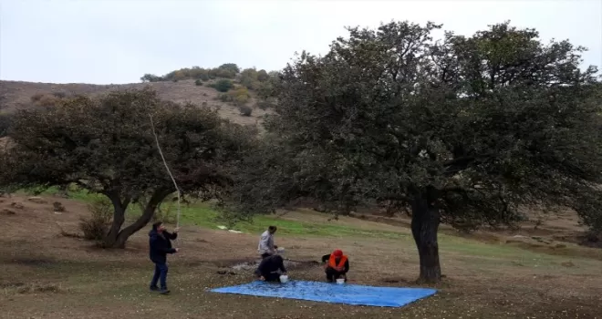 Tokat’ta rehabilite edilen alıç ağaçlarının meyvesinden gelir sağlanacak