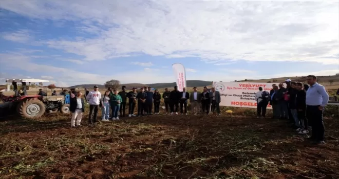 Tokat’ta üniversite öğrencileri pancar hasadına katıldı