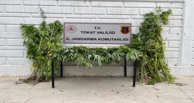 Tokat'ta uyuşturucu operasyonunda 1 kişi yakalandı