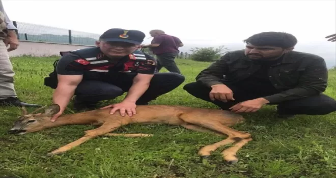 Tokat’ta yaralı karaca koruma altına alındı