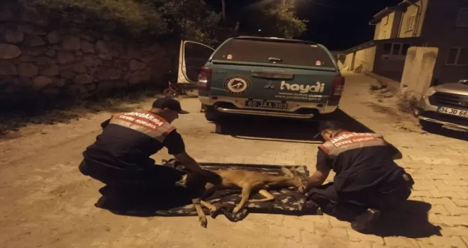 Tokat’ta yaralı karaca koruma altına alındı