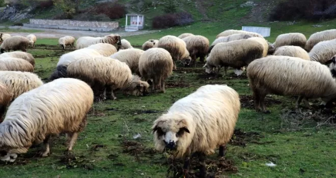 Tokat'tan Türkiye'ye yayılan proje ile kentteki hayvan varlığı ikiye katlandı